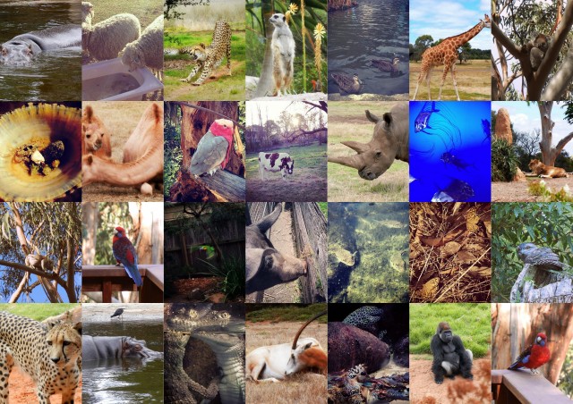 animal_photo_collage