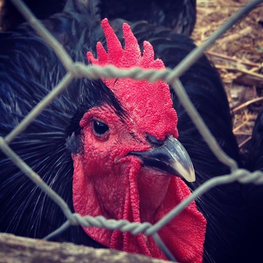 chicken hen farm photography