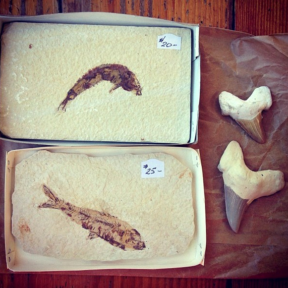fossils markets eocene fish shark teeth
