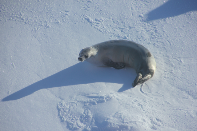 seal-antarctic-ice
