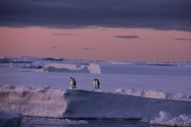penguins-antarctic-ice