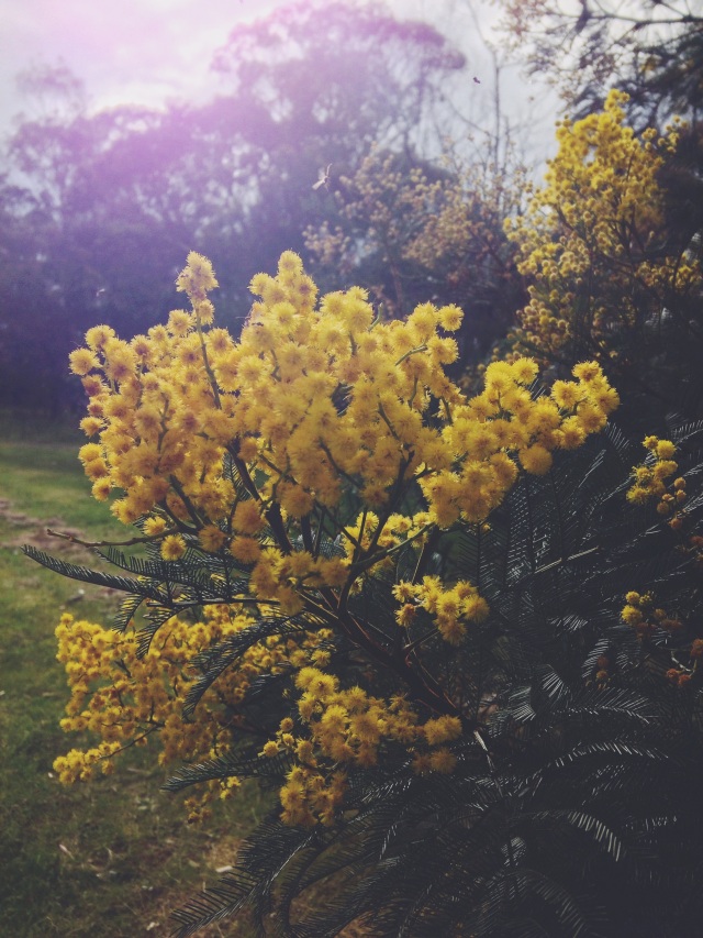Wattles yellow Australia